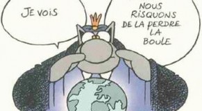 le chat et la boule